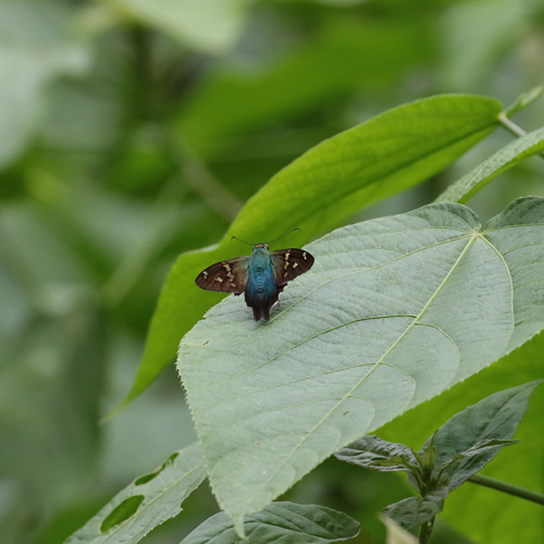 Double-striped Skipper